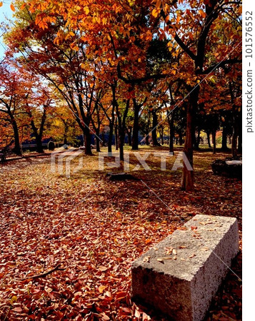 Autumn, autumn leaves 101576552