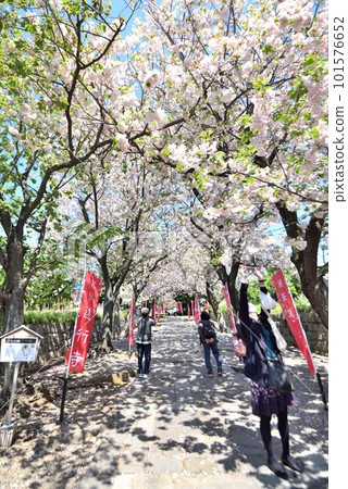 藤澤佑行寺伊呂波坂重瓣櫻花盛開 藤澤佑行寺伊呂波坂重瓣櫻花盛開 101576652