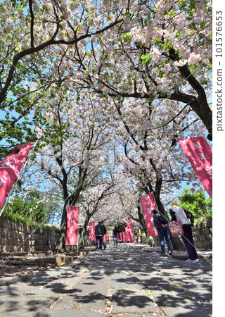 藤澤佑行寺伊呂波坂重瓣櫻花盛開 藤澤佑行寺伊呂波坂重瓣櫻花盛開 101576653
