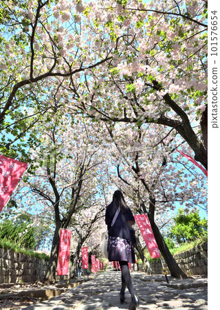 藤澤佑行寺伊呂波坂重瓣櫻花盛開 藤澤佑行寺伊呂波坂重瓣櫻花盛開 101576654