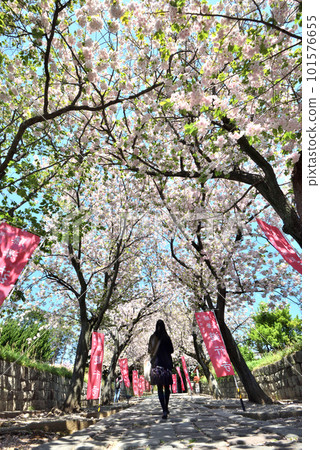 藤澤佑行寺伊呂波坂重瓣櫻花盛開 藤澤佑行寺伊呂波坂重瓣櫻花盛開 101576655