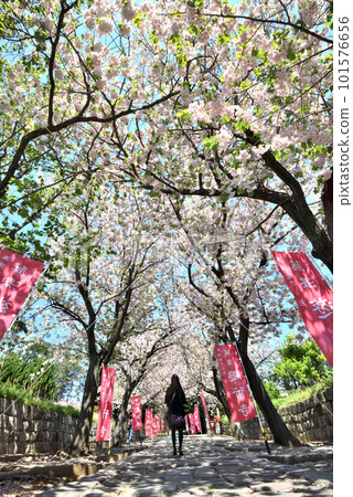 藤澤佑行寺伊呂波坂重瓣櫻花盛開 藤澤佑行寺伊呂波坂重瓣櫻花盛開 101576656
