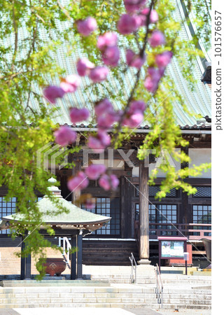 藤澤遊行寺的重瓣櫻花盛開 101576657