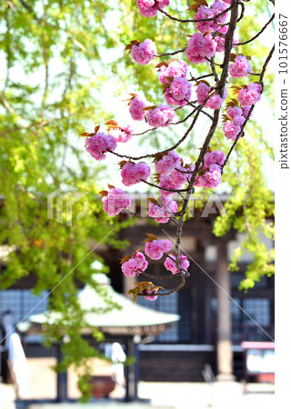 藤澤遊行寺的重瓣櫻花盛開 藤澤遊行寺的重瓣櫻花盛開 101576667