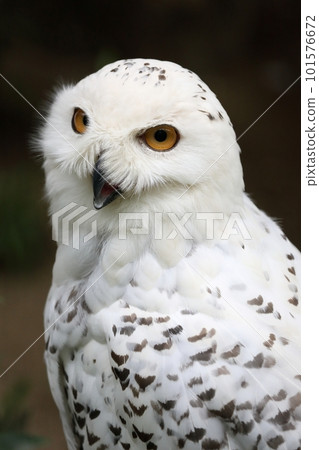 A snowy owl child looking at an angle 101576672