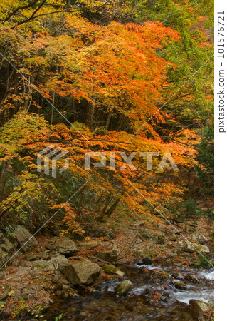 山谷兩岸色彩鮮豔的秋葉 山谷兩岸色彩鮮豔的秋葉 101576721