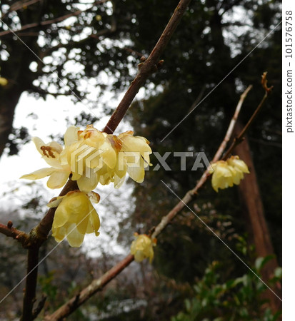 Kamakura Akatsukuin Ryubai Kamakura Akatsukuin Ryubai 101576758