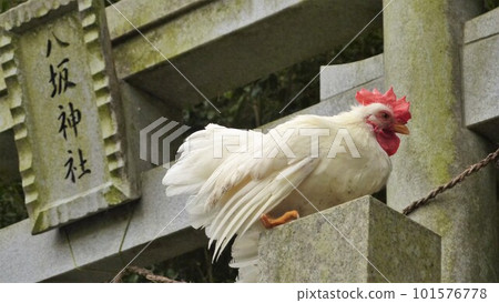 Tori-san and Local Exploration Journey Tori-san and Local Exploration Journey 101576778