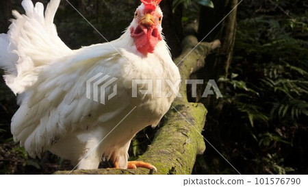 Tori-san 和當地探索之旅 101576790