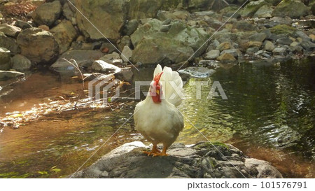 Tori-san and Local Exploration Journey Tori-san and Local Exploration Journey 101576791