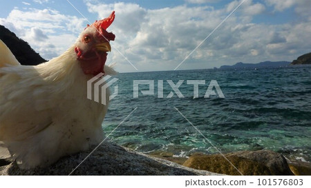 Tori-san and Local Exploration Journey 101576803