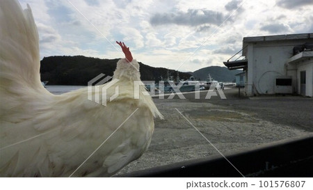 Tori-san 和當地探索之旅 Tori-san 和當地探索之旅 101576807