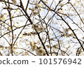 white flowers on a tree white flowers on a tree 101576942