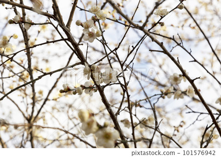 white flowers on a tree white flowers on a tree 101576942