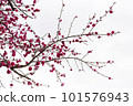 pink cherry blossom sakura on white background pink cherry blossom sakura on white background 101576943