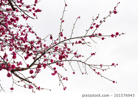 pink cherry blossom sakura on white background pink cherry blossom sakura on white background 101576943