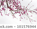 pink cherry blossom in spring pink cherry blossom in spring 101576944