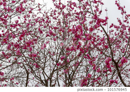 cherry blossom in spring cherry blossom in spring 101576945