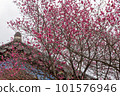 ancient temple in the himalayan cherry ancient temple in the himalayan cherry 101576946