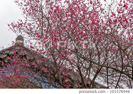 ancient temple in the himalayan cherry ancient temple in the himalayan cherry 101576946
