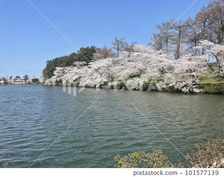 櫻花的風景 101577139