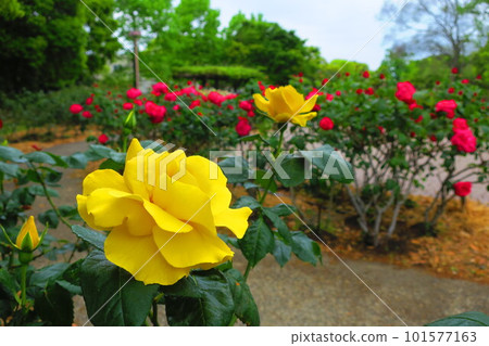 Agricultural Park (Amagasaki City, Hyogo Prefecture) Yellow Rose 101577163