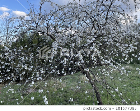 white cherry blossoms white cherry blossoms 101577383