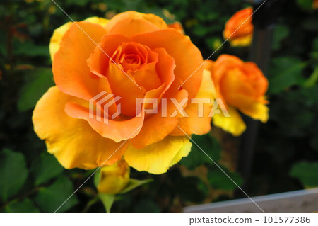 Aramaki Rose Park (Itami City, Hyogo Prefecture) Orange Rose <Brass Band> Aramaki Rose Park (Itami City, Hyogo Prefecture) Orange Rose <Brass Band> 101577386
