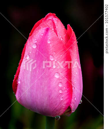 在雨中濕潤的紅色鬱金香 在雨中濕潤的紅色鬱金香 101577402