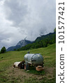 Cows of the Alps 101577421
