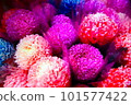 colorful ping pong chrysanthemum 101577422