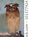 owl winking 101577424