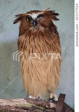 owl winking 101577424
