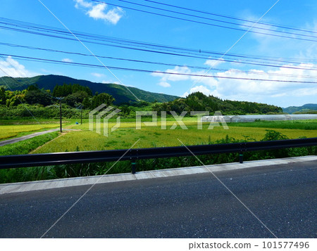 Landscape with a rice field road 101577496