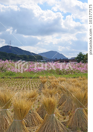 宇宙和稻草的風景在秋天站立 101577575