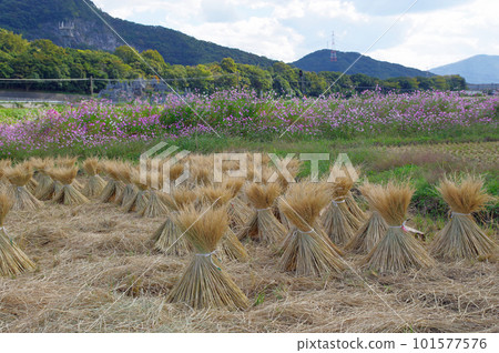 稻田裡稻草叢生的波斯菊秋景 101577576