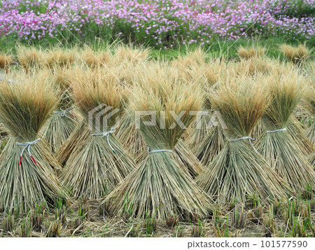 收割的稻草捆紮曬乾的秋景 101577590
