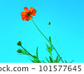 Orange cosmos 101577645