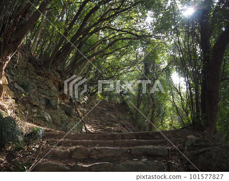 石階和陽光透過樹木的風景 101577827