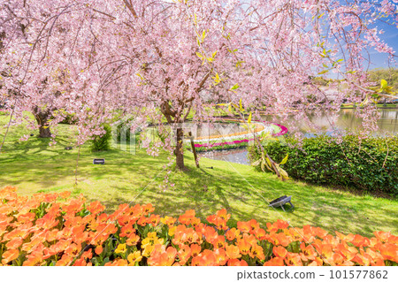 (Shizuoka Prefecture) Hamamatsu Flower Park Tulip and Cherry Blossom Festival (Shizuoka Prefecture) Hamamatsu Flower Park Tulip and Cherry Blossom Festival 101577862