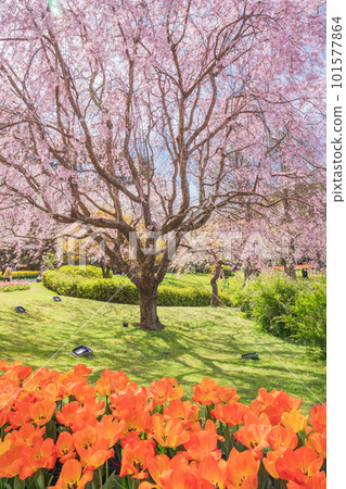 (Shizuoka Prefecture) Hamamatsu Flower Park Tulip and Cherry Blossom Festival (Shizuoka Prefecture) Hamamatsu Flower Park Tulip and Cherry Blossom Festival 101577864