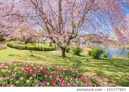 (Shizuoka Prefecture) Hamamatsu Flower Park Tulip and Cherry Blossom Festival (Shizuoka Prefecture) Hamamatsu Flower Park Tulip and Cherry Blossom Festival 101577865