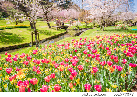 （靜岡縣）濱松花卉公園鬱金香和櫻花節 101577878