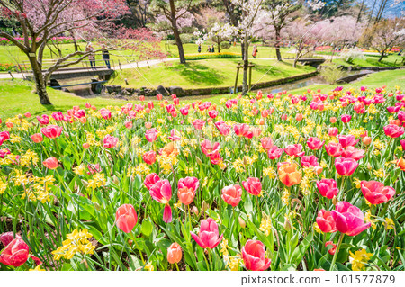 (Shizuoka Prefecture) Hamamatsu Flower Park Tulip and Cherry Blossom Festival 101577879