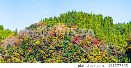 紅葉中的Soyokyo全景（長崎鼻觀景台）（熊本縣大和市長崎市） 101577895