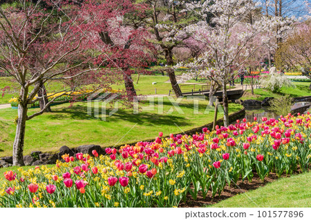 (靜岡縣)濱松花卉公園鬱金香和櫻花節 (靜岡縣)濱松花卉公園鬱金香和櫻花節 101577896