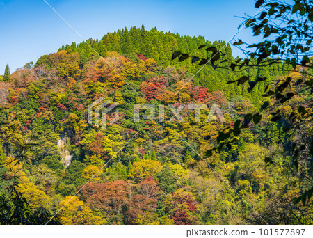 紅葉雙橫峽(長崎鼻展望台)景觀(熊本縣大和町長崎縣) 紅葉雙橫峽(長崎鼻展望台)景觀(熊本縣大和町長崎縣) 101577897