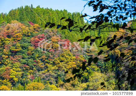 Soyokyo Gorge with Autumn Leaves (Nagasakibana Observatory) Landscape (Nagasaki, Yamato Town, Kumamoto Prefecture) 101577899