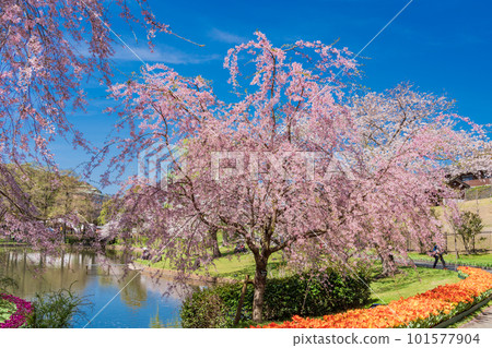 （靜岡縣）濱松花卉公園鬱金香和櫻花節 101577904