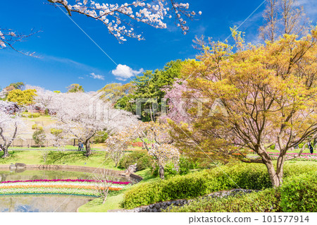 （靜岡縣）濱松花卉公園鬱金香和櫻花節 101577914